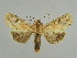  ( - BC ZSM Lep 34639)  @11 [ ] CreativeCommons - Attribution Non-Commercial Share-Alike (2010) Unspecified SNSB, Zoologische Staatssammlung Muenchen