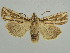  (Analetia - BC ZSM Lep 34641)  @15 [ ] CreativeCommons - Attribution Non-Commercial Share-Alike (2010) Unspecified SNSB, Zoologische Staatssammlung Muenchen