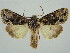  (Xylopolia - BC ZSM Lep 34649)  @11 [ ] CreativeCommons - Attribution Non-Commercial Share-Alike (2010) Unspecified SNSB, Zoologische Staatssammlung Muenchen