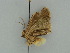  ( - BC ZSM Lep 34661)  @11 [ ] CreativeCommons - Attribution Non-Commercial Share-Alike (2010) Unspecified SNSB, Zoologische Staatssammlung Muenchen
