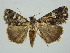  ( - BC ZSM Lep 34662)  @11 [ ] CreativeCommons - Attribution Non-Commercial Share-Alike (2010) Unspecified SNSB, Zoologische Staatssammlung Muenchen