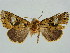  ( - BC ZSM Lep 34667)  @11 [ ] CreativeCommons - Attribution Non-Commercial Share-Alike (2010) Unspecified SNSB, Zoologische Staatssammlung Muenchen