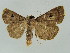 (Lygephila kishidai - BC ZSM Lep 34669)  @14 [ ] CreativeCommons - Attribution Non-Commercial Share-Alike (2010) Unspecified SNSB, Zoologische Staatssammlung Muenchen