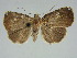  (Amyna stellata - BC ZSM Lep 34686)  @11 [ ] CreativeCommons - Attribution Non-Commercial Share-Alike (2010) Unspecified SNSB, Zoologische Staatssammlung Muenchen