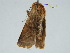  (Diarsia formosana - BC ZSM Lep 34694)  @11 [ ] CreativeCommons - Attribution Non-Commercial Share-Alike (2010) Unspecified SNSB, Zoologische Staatssammlung Muenchen