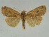  (Diarsia yoshimotoi - BC ZSM Lep 34698)  @11 [ ] CreativeCommons - Attribution Non-Commercial Share-Alike (2010) Unspecified SNSB, Zoologische Staatssammlung Muenchen