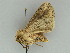  (Mythimna sinuosa - BC ZSM Lep 34700)  @14 [ ] CreativeCommons - Attribution Non-Commercial Share-Alike (2010) Unspecified SNSB, Zoologische Staatssammlung Muenchen