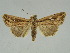  (Mythimna bistrigata - BC ZSM Lep 34702)  @14 [ ] CreativeCommons - Attribution Non-Commercial Share-Alike (2010) Unspecified SNSB, Zoologische Staatssammlung Muenchen