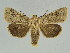  (Mythimna subplacida - BC ZSM Lep 34707)  @13 [ ] CreativeCommons - Attribution Non-Commercial Share-Alike (2010) Unspecified SNSB, Zoologische Staatssammlung Muenchen