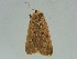  ( - BC ZSM Lep 34717)  @11 [ ] CreativeCommons - Attribution Non-Commercial Share-Alike (2010) Unspecified SNSB, Zoologische Staatssammlung Muenchen