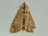  (Mythimna purpurpatagis - BC ZSM Lep 34718)  @11 [ ] CreativeCommons - Attribution Non-Commercial Share-Alike (2010) Unspecified SNSB, Zoologische Staatssammlung Muenchen