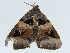  ( - BC ZSM Lep 34721)  @11 [ ] CreativeCommons - Attribution Non-Commercial Share-Alike (2010) Unspecified SNSB, Zoologische Staatssammlung Muenchen