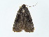  (Xestia fuscostigma - BC ZSM Lep 34778)  @11 [ ] CreativeCommons - Attribution Non-Commercial Share-Alike (2010) Unspecified SNSB, Zoologische Staatssammlung Muenchen