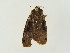  ( - BC ZSM Lep 34779)  @11 [ ] CreativeCommons - Attribution Non-Commercial Share-Alike (2010) Unspecified SNSB, Zoologische Staatssammlung Muenchen