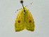  ( - BC ZSM Lep 34811)  @11 [ ] CreativeCommons - Attribution Non-Commercial Share-Alike (2010) Unspecified SNSB, Zoologische Staatssammlung Muenchen