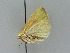  ( - BC ZSM Lep 34813)  @11 [ ] CreativeCommons - Attribution Non-Commercial Share-Alike (2010) Unspecified SNSB, Zoologische Staatssammlung Muenchen
