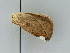  ( - BC ZSM Lep 34815)  @11 [ ] CreativeCommons - Attribution Non-Commercial Share-Alike (2010) Unspecified SNSB, Zoologische Staatssammlung Muenchen