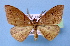  (Heterolocha declinata - BC ZSM Lep 34823)  @14 [ ] Copyright (2010) Unspecified SNSB, Zoologische Staatssammlung Muenchen