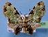  (Ardonis thaumasta - BC ZSM Lep 34825)  @11 [ ] Copyright (2010) Unspecified SNSB, Zoologische Staatssammlung Muenchen