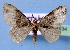  (Xanthorhoe MS01 - BC ZSM Lep 34834)  @11 [ ] Copyright (2010) Unspecified SNSB, Zoologische Staatssammlung Muenchen