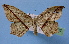  ( - BC ZSM Lep 34835)  @11 [ ] Copyright (2010) Unspecified SNSB, Zoologische Staatssammlung Muenchen