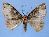  (Xanthorhoe MS02 - BC ZSM Lep 34839)  @14 [ ] Copyright (2010) Unspecified SNSB, Zoologische Staatssammlung Muenchen