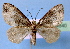  (Xanthorhoe MS03 - BC ZSM Lep 34840)  @11 [ ] Copyright (2010) Unspecified SNSB, Zoologische Staatssammlung Muenchen