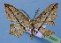  (Timandra punctinervis - BC ZSM Lep 34841)  @13 [ ] Copyright (2010) Unspecified SNSB, Zoologische Staatssammlung Muenchen