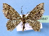  (Goniopteroloba - BC ZSM Lep 34847)  @14 [ ] Copyright (2010) Unspecified SNSB, Zoologische Staatssammlung Muenchen