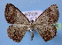  ( - BC ZSM Lep 34850)  @14 [ ] Copyright (2010) Unspecified SNSB, Zoologische Staatssammlung Muenchen