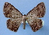  ( - BC ZSM Lep 34854)  @14 [ ] Copyright (2010) Unspecified SNSB, Zoologische Staatssammlung Muenchen