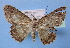  (Luxiaria acutaria - BC ZSM Lep 34862)  @12 [ ] Copyright (2010) Unspecified SNSB, Zoologische Staatssammlung Muenchen