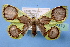 (Plutodes unidentata - BC ZSM Lep 34873)  @14 [ ] Copyright (2010) Unspecified SNSB, Zoologische Staatssammlung Muenchen