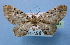  (Physetobasis - BC ZSM Lep 34883)  @13 [ ] Copyright (2010) Unspecified SNSB, Zoologische Staatssammlung Muenchen