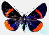  (Milionia jakli - BC ZSM Lep 34886)  @13 [ ] Copyright (2010) Unspecified SNSB, Zoologische Staatssammlung Muenchen