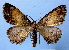  (Gnophos MS01 - BC ZSM Lep 34887)  @11 [ ] Copyright (2010) Unspecified SNSB, Zoologische Staatssammlung Muenchen
