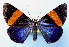  ( - BC ZSM Lep 34892)  @14 [ ] Copyright (2010) Unspecified SNSB, Zoologische Staatssammlung Muenchen
