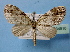  (Episteira nigrifrons - BC ZSM Lep 34910)  @14 [ ] Copyright (2010) Unspecified SNSB, Zoologische Staatssammlung Muenchen
