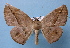  ( - BC ZSM Lep 34913)  @13 [ ] Copyright (2010) Unspecified SNSB, Zoologische Staatssammlung Muenchen