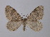  (Almeria kalischata - BC ZSM Lep 34929)  @14 [ ] CreativeCommons - Attribution Non-Commercial Share-Alike (2010) Unspecified SNSB, Zoologische Staatssammlung Muenchen