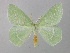  (Hemistola chrysoprasaria - BC ZSM Lep 34938)  @15 [ ] CreativeCommons - Attribution Non-Commercial Share-Alike (2010) Unspecified SNSB, Zoologische Staatssammlung Muenchen