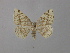 ( - BC ZSM Lep 34941)  @11 [ ] CreativeCommons - Attribution Non-Commercial Share-Alike (2010) Unspecified SNSB, Zoologische Staatssammlung Muenchen