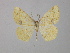  ( - BC ZSM Lep 34942)  @12 [ ] CreativeCommons - Attribution Non-Commercial Share-Alike (2010) Unspecified SNSB, Zoologische Staatssammlung Muenchen