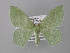  (Chlorissa asphaleia - BC ZSM Lep 34957)  @14 [ ] CreativeCommons - Attribution Non-Commercial Share-Alike (2010) Unspecified SNSB, Zoologische Staatssammlung Muenchen