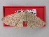  ( - BC ZSM Lep 34959)  @12 [ ] CreativeCommons - Attribution Non-Commercial Share-Alike (2010) Unspecified SNSB, Zoologische Staatssammlung Muenchen