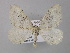  ( - BC ZSM Lep 34960)  @14 [ ] CreativeCommons - Attribution Non-Commercial Share-Alike (2010) Unspecified SNSB, Zoologische Staatssammlung Muenchen