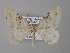  ( - BC ZSM Lep 34961)  @14 [ ] CreativeCommons - Attribution Non-Commercial Share-Alike (2010) Unspecified SNSB, Zoologische Staatssammlung Muenchen