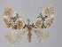  ( - BC ZSM Lep 34972)  @14 [ ] CreativeCommons - Attribution Non-Commercial Share-Alike (2010) Unspecified SNSB, Zoologische Staatssammlung Muenchen
