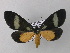  ( - BC ZSM Lep 34994)  @15 [ ] CreativeCommons - Attribution Non-Commercial Share-Alike (2010) Unspecified SNSB, Zoologische Staatssammlung Muenchen