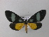  ( - BC ZSM Lep 34995)  @15 [ ] CreativeCommons - Attribution Non-Commercial Share-Alike (2010) Unspecified SNSB, Zoologische Staatssammlung Muenchen